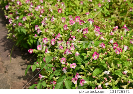 Ornamental melon (Merniaceae) Ornamental melon Ornamental melon (Merniaceae) Ornamental melon 131726571