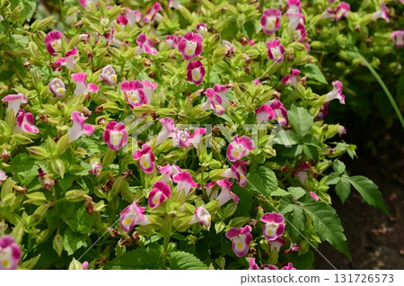Ornamental melon (Merniaceae) Ornamental melon Ornamental melon (Merniaceae) Ornamental melon 131726573