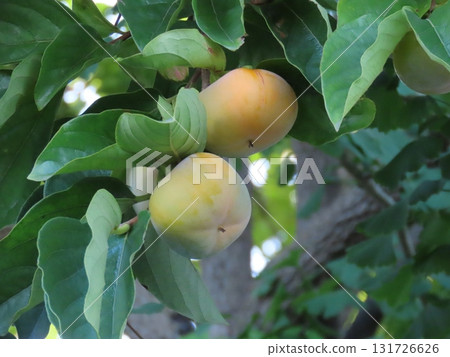 Close-up of ripening persimmons Close-up of ripening persimmons 131726626