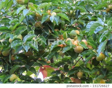 A close-up of a persimmon tree with ripening fruit A close-up of a persimmon tree with ripening fruit 131726627