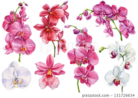 Watercolor Orchid Flowers Set. Pink and White Tropical Phalaenopsis Botanical Clipart for Wedding and Design isolated background Watercolor Orchid Flowers Set. Pink and White Tropical Phalaenopsis Botanical Clipart for Wedding and Design isolated background 131726634