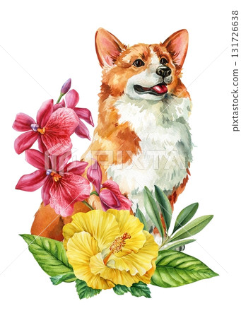 Corgi Dog with Yellow Hibiscus and Orchid Flowers Watercolor Illustration isolated on white for animal design Corgi Dog with Yellow Hibiscus and Orchid Flowers Watercolor Illustration isolated on white for animal design 131726638