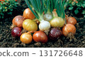 growing onion bulbs: different varieties 131726648