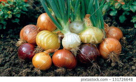 growing onion bulbs: different varieties growing onion bulbs: different varieties 131726648