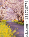 Cherry blossoms in full bloom and rape blossoms 131726774