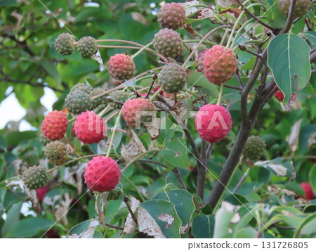 Dogwood with red berries 131726805