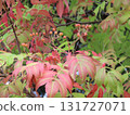 紅色花楸漿果的特寫照片 131727071