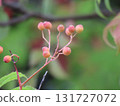 紅色花楸漿果的特寫照片 131727072