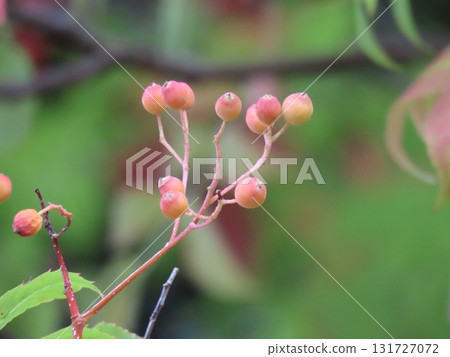 Close-up photo of red rowan berries Close-up photo of red rowan berries 131727072