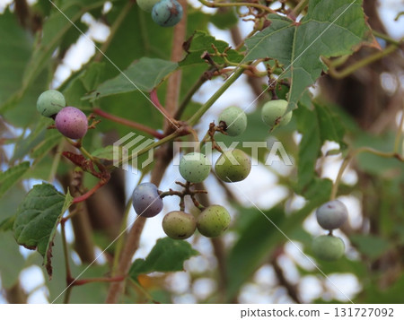 Close-up of ripening fruit of Parthenocissus ivy (Virginia ivy) 131727092