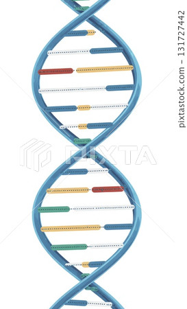 DNA Double Helix Molecular Structure DNA Double Helix Molecular Structure 131727442