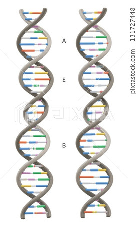 Normal DNA vs Point Mutation Comparison 131727448