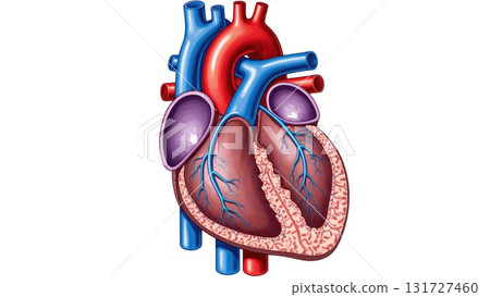 Human Cardiovascular System with Oxygenation Color Coding 131727460