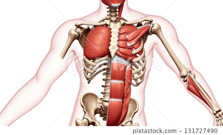 Full Human Musculoskeletal System with Muscle Overlay 131727490