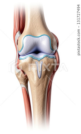 Synovial Joint Anatomy with Tissue Differentiation 131727494