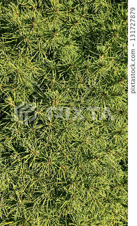 Green foliage fills the frame, showing vibrant leaves under bright sunlight in a serene outdoor setting 131727879