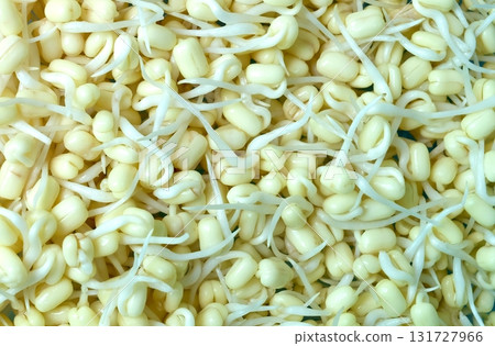 Close-up Fresh Bean Sprouts for Healthy Meal Close-up Fresh Bean Sprouts for Healthy Meal 131727966