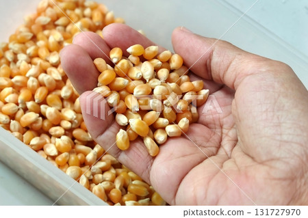 Hand scooping Raw Popcorn Kernels for Popping 131727970