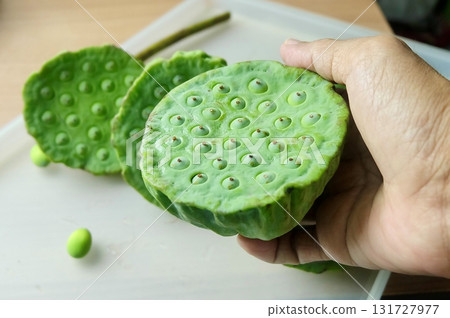 Hand Holding Fresh Lotus Seed Pods for Snack 131727977