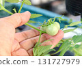 Hand Touching Unripe Green Tomatoes on Organic Garden Vine 131727979