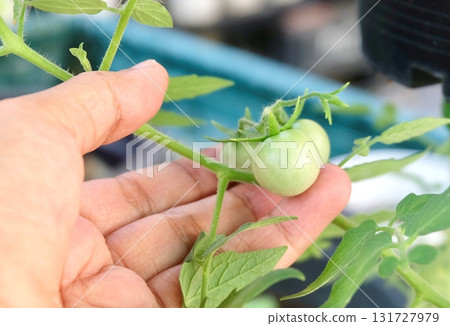 Hand Touching Unripe Green Tomatoes on Organic Garden Vine Hand Touching Unripe Green Tomatoes on Organic Garden Vine 131727979