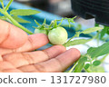 Hand Touching Unripe Green Tomatoes on Organic Garden Vine 131727980