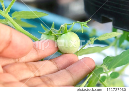 Hand Touching Unripe Green Tomatoes on Organic Garden Vine Hand Touching Unripe Green Tomatoes on Organic Garden Vine 131727980