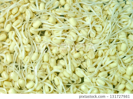 Close-up Fresh Bean Sprouts for Healthy Meal 131727981