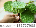 Hand Holding Fresh Edible Lotus Seed Pods 131727988
