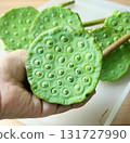 Hand Holding Fresh Lotus Seed Pods for Snack 131727990