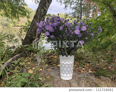 purple aster flowers in a white vase 131728081