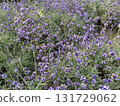 Refreshing spring lavender 131729062