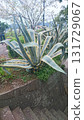 Large plants in the park 131729067