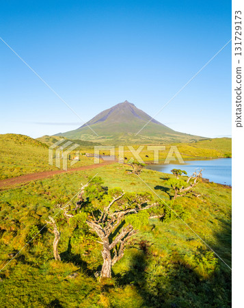 Mount Pico, Azores Juniper Trees. Pico Island, Azores. Portugal. Aerial View 131729173