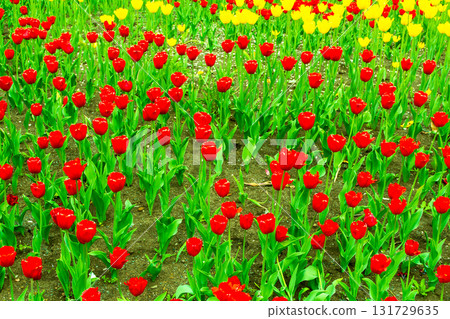 Field of red and yellow tulips 131729635