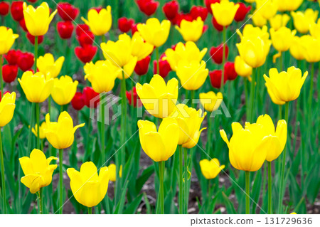 Field of red and yellow tulips Field of red and yellow tulips 131729636