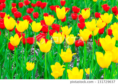 Yellow and red tulips flowers background Yellow and red tulips flowers background 131729637