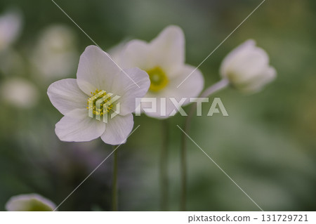 White anemone flowers in the garden 131729721