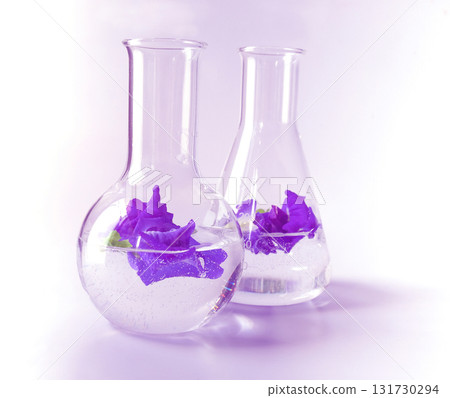 Butterfly pea herb in tube for experiments biology in the laboratory . Butterfly pea herb in tube for experiments biology in the laboratory . 131730294