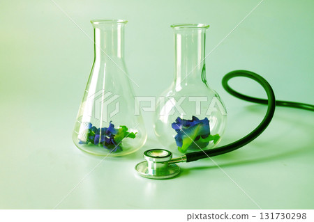 Butterfly pea herb in tube for experiments biology in the laboratory . Butterfly pea herb in tube for experiments biology in the laboratory . 131730298