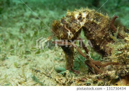 A macro photo of a seahorse, in a muck scuba dive in Puerto Galera, Philippines A macro photo of a seahorse, in a muck scuba dive in Puerto Galera, Philippines 131730434