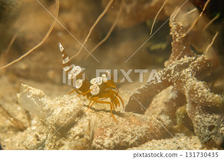 A macro photo of a Sexy shrimp, Holthuis cleaner shrimp or Ancylomenes holthuisi. A macro photo of a Sexy shrimp, Holthuis cleaner shrimp or Ancylomenes holthuisi. 131730435