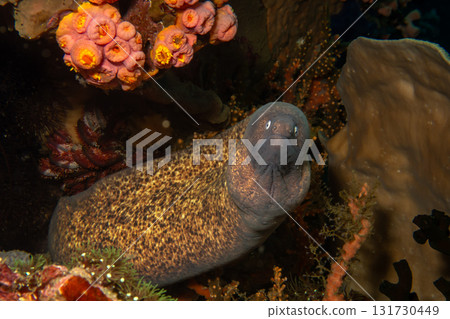 A yellow-edged moray eel curiously looking into the camera during a scuba dive in Philippines 131730449