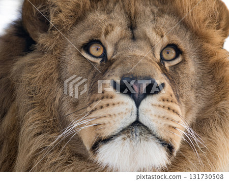 Portrait of a lion isolated on white background Portrait of a lion isolated on white background 131730508