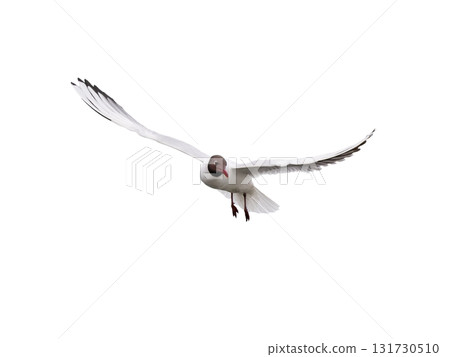 Black-headed Gull in flight isolated on white background 131730510