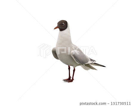 Black-headed Gull isolated on white background 131730511