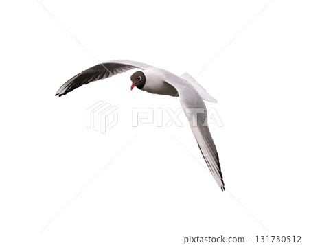 Black-headed Gull in flight isolated on white background Black-headed Gull in flight isolated on white background 131730512