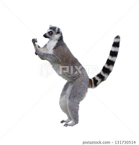 Lemur with raised paws isolated on white background 131730514