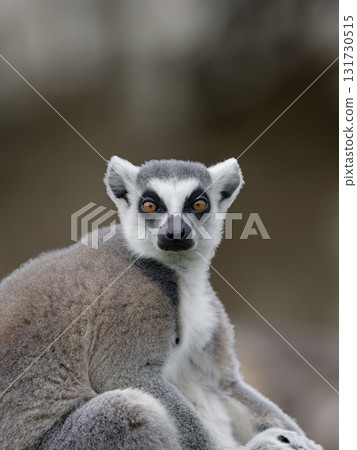 portrait of a lemur on a blurred background portrait of a lemur on a blurred background 131730515