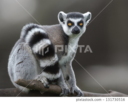 portrait of a lemur on a blurred background 131730516